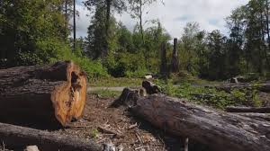 Best Storm Damage Tree Cleanup  in Mcfarland, CA