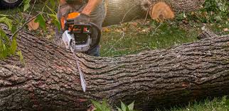 Best Leaf Removal  in Mcfarland, CA
