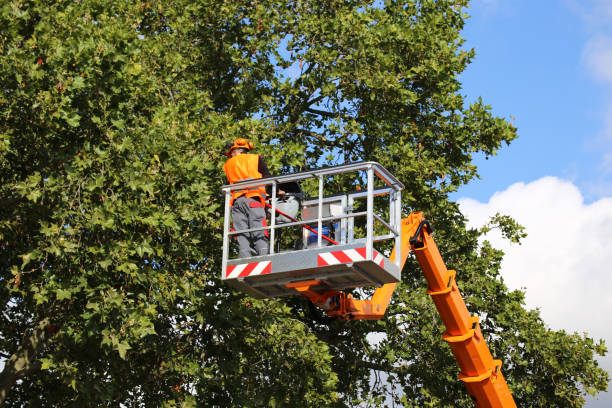 Best Tree and Shrub Care  in Mcfarland, CA
