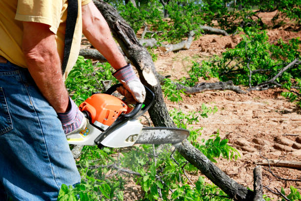 Best Lawn Renovation and Restoration  in Mcfarland, CA